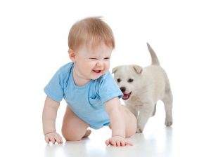 13098925 - cute child playing and crawling away a puppy, puppy following